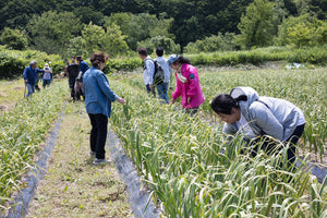【青森県／農園キヨキヨ】2022年のホワイト六片（にんにく）も残りわずか。キヨのにんにくは本当にいい仕事してくれます。