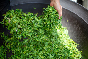 【宮崎県／宮崎茶房】2023年新茶販売開始！有機茶畑に集う若者が伝統をつなぐ、黄金色の釜炒り茶。