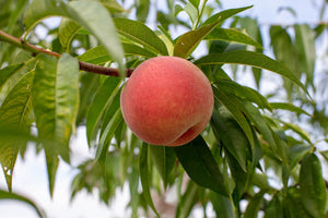 【山形県／森谷果樹園】今年は雨が少なく、桃が甘くまろやかに！北限の桃源郷から、特別栽培の桃の便りが届きました。