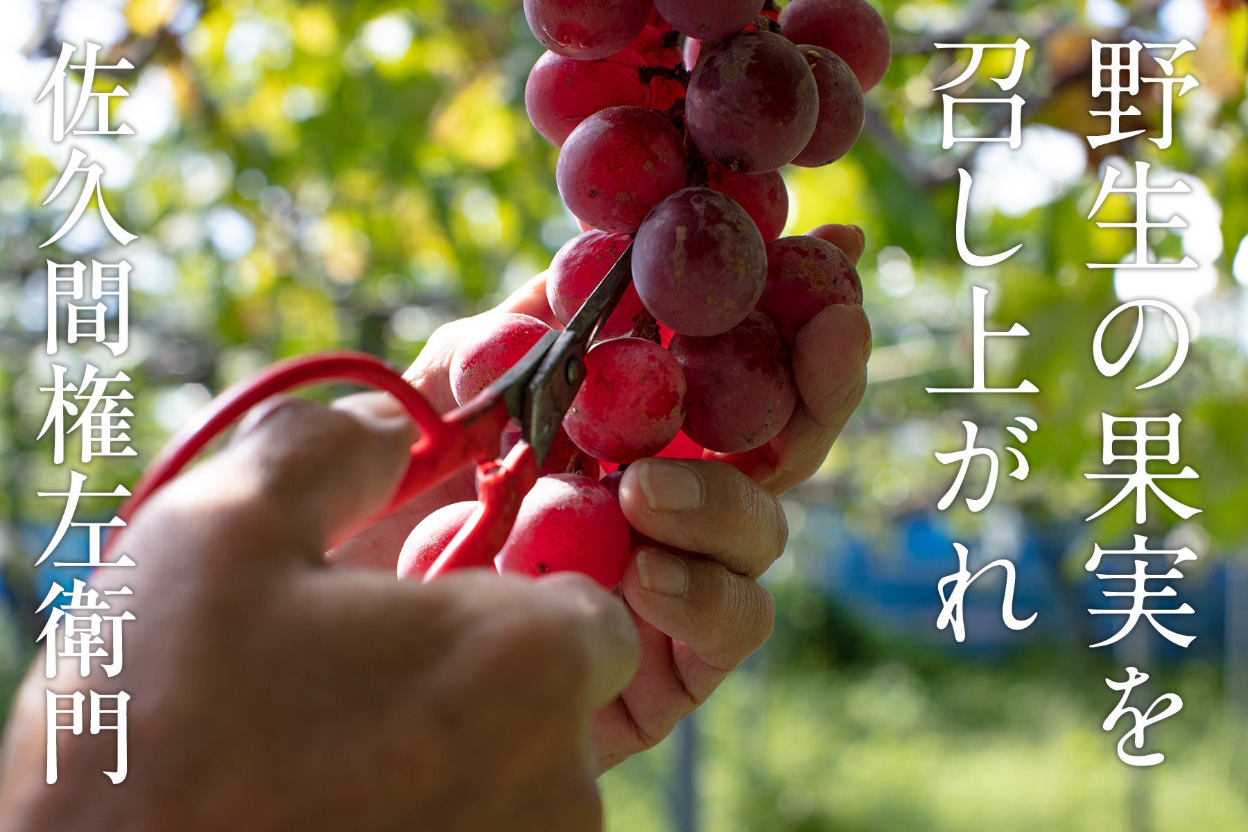 専用ページ 小鳥と山ぶどう