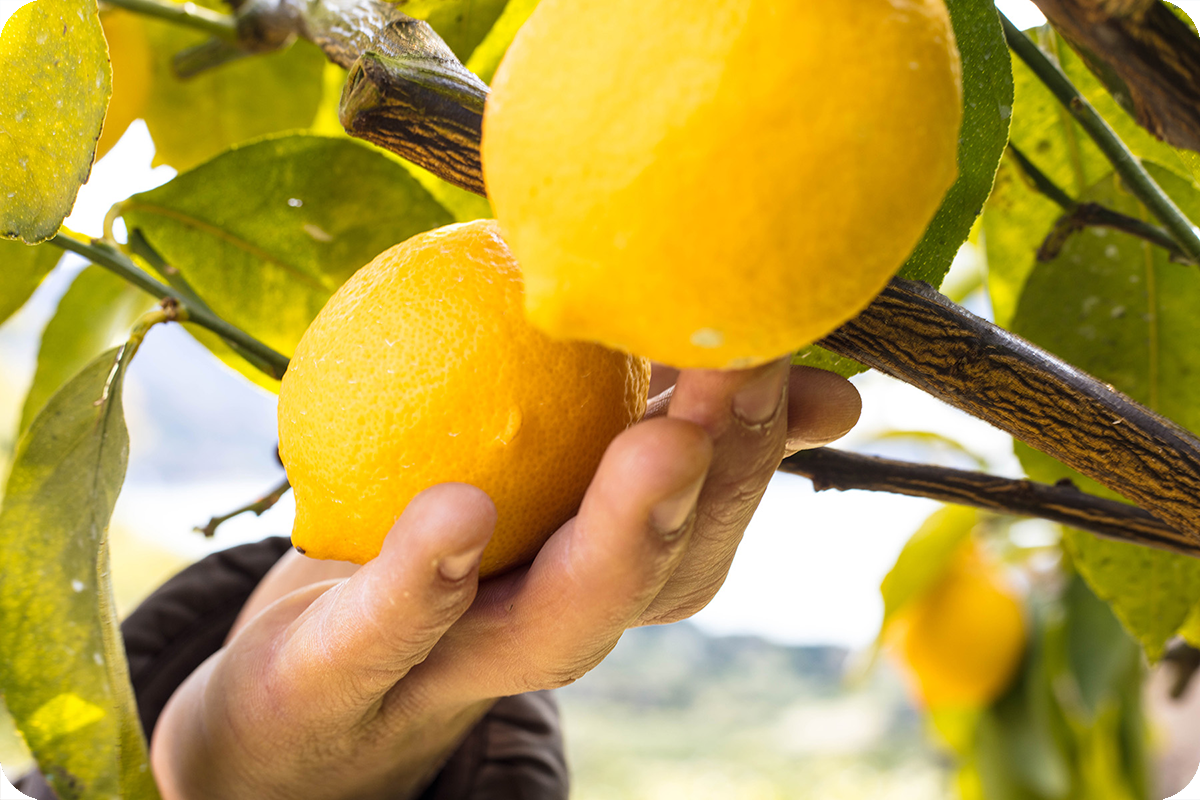 広島県／セーフティーフルーツ】国産レモンの最高峰、しまなみレモン。2023年度販売開始！